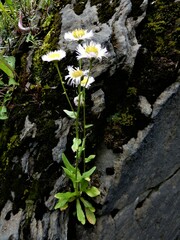 Erigeron philadelphicus provancheri