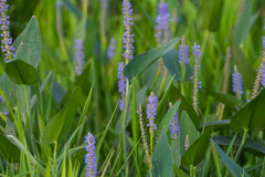 Pontederia cordata