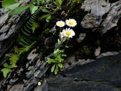 Erigeron philadelphicus provancheri