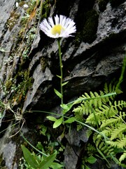 Erigeron philadelphicus provancheri
