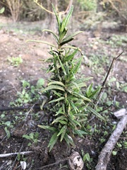 Diplacus aurantiacus