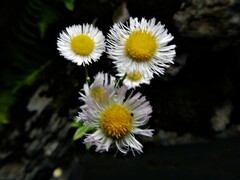 Erigeron philadelphicus provancheri