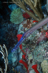 Aulostomus maculatus