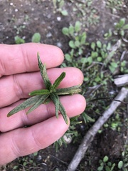 Diplacus aurantiacus