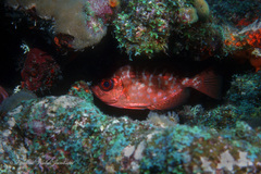 Heteropriacanthus cruentatus