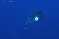 Sepioteuthis sepioidea