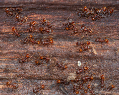 Aphaenogaster fulva