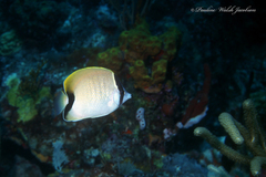 Chaetodon sedentarius