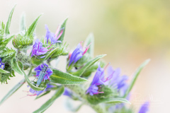 Phytoecia caerulescens