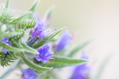 Phytoecia caerulescens