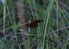 Junonia stemosa
