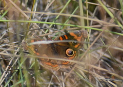 Junonia stemosa