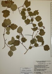 Crataegus dodgei