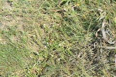 Blutaparon vermiculare