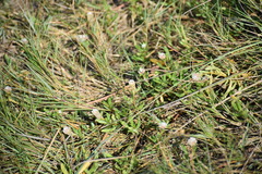 Blutaparon vermiculare