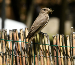 Muscicapa striata tyrrhenica