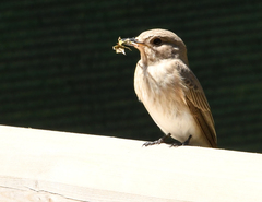 Muscicapa striata tyrrhenica