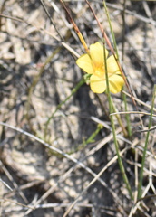 Linum alatum