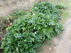 Acanthus mollis