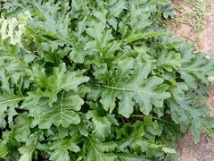 Acanthus mollis