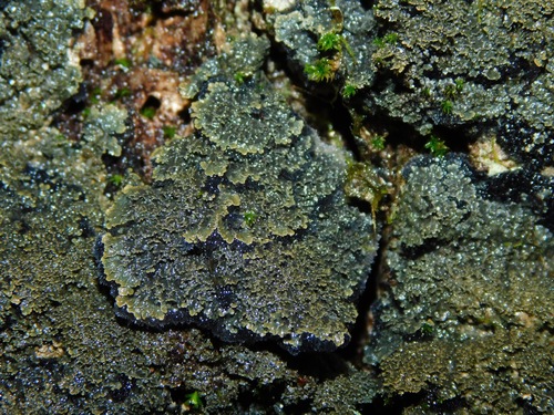 black-bordered shingle lichen