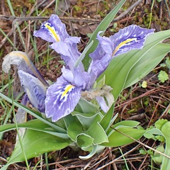 Iris planifolia