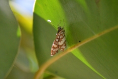Ariconias glaphyra