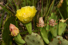 Opuntia humifusa