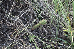 Opuntia alta
