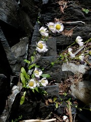Erigeron philadelphicus provancheri