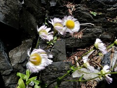 Erigeron philadelphicus provancheri