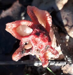 Colus hirudinosus