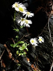 Erigeron philadelphicus provancheri
