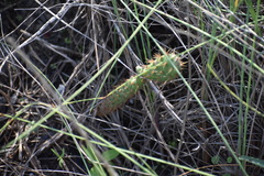 Opuntia alta