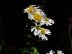 Erigeron philadelphicus provancheri