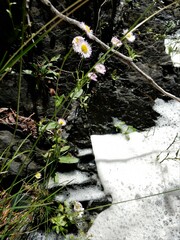 Erigeron philadelphicus provancheri