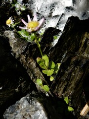 Erigeron philadelphicus provancheri