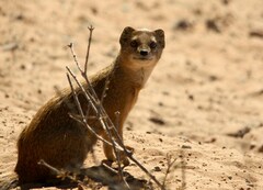 Cynictis penicillata