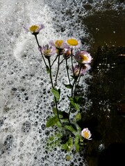 Erigeron philadelphicus provancheri