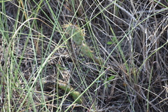 Opuntia alta