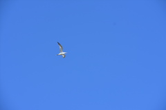 Thalasseus maximus
