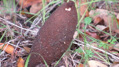 Chorioactis geaster