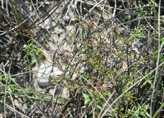 Stenaria nigricans