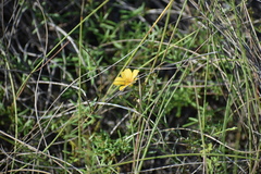 Linum alatum