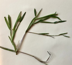 Paspalum dissectum