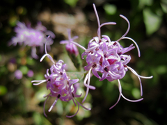 Liatris spicata