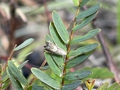 Grapholita tristrigana