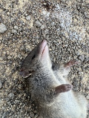 Antechinus minimus