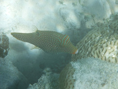 Canthigaster papua
