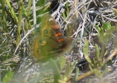 Junonia stemosa